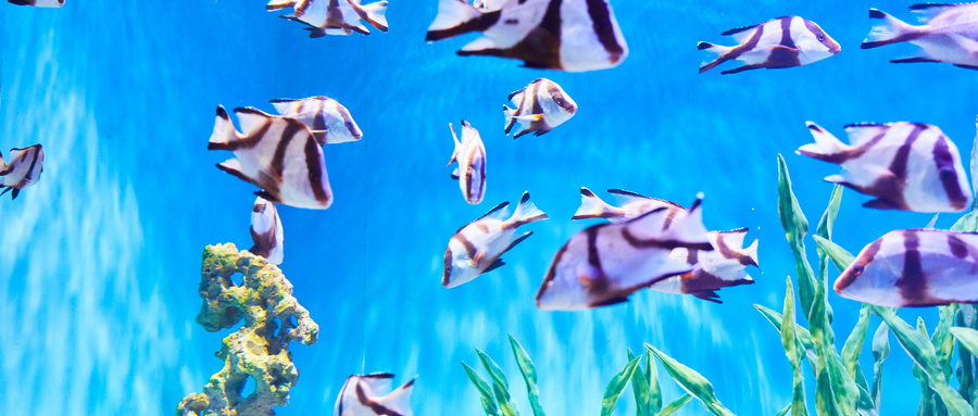 海洋調查